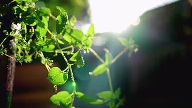 4k实拍唯美逆光空镜植物系列视频的预览图